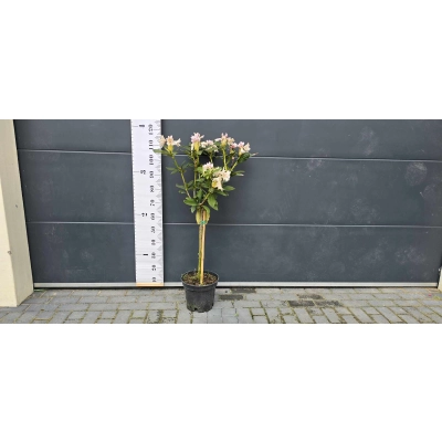 Różanecznik na pniu Rhododendron 